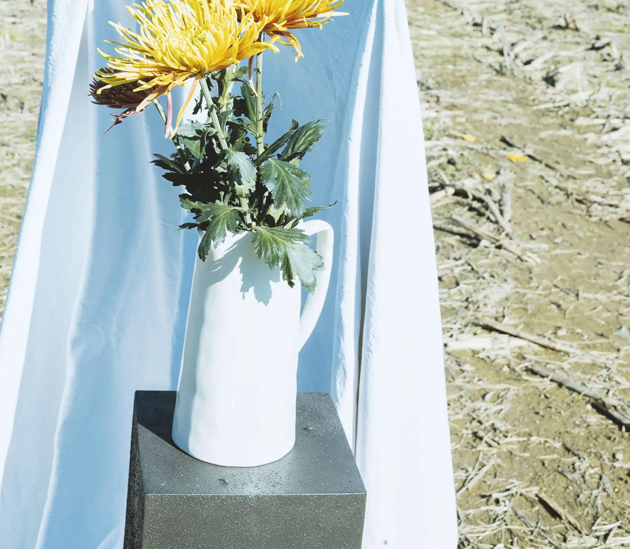 Dettaglio di fiori in vaso in ceramica bianca