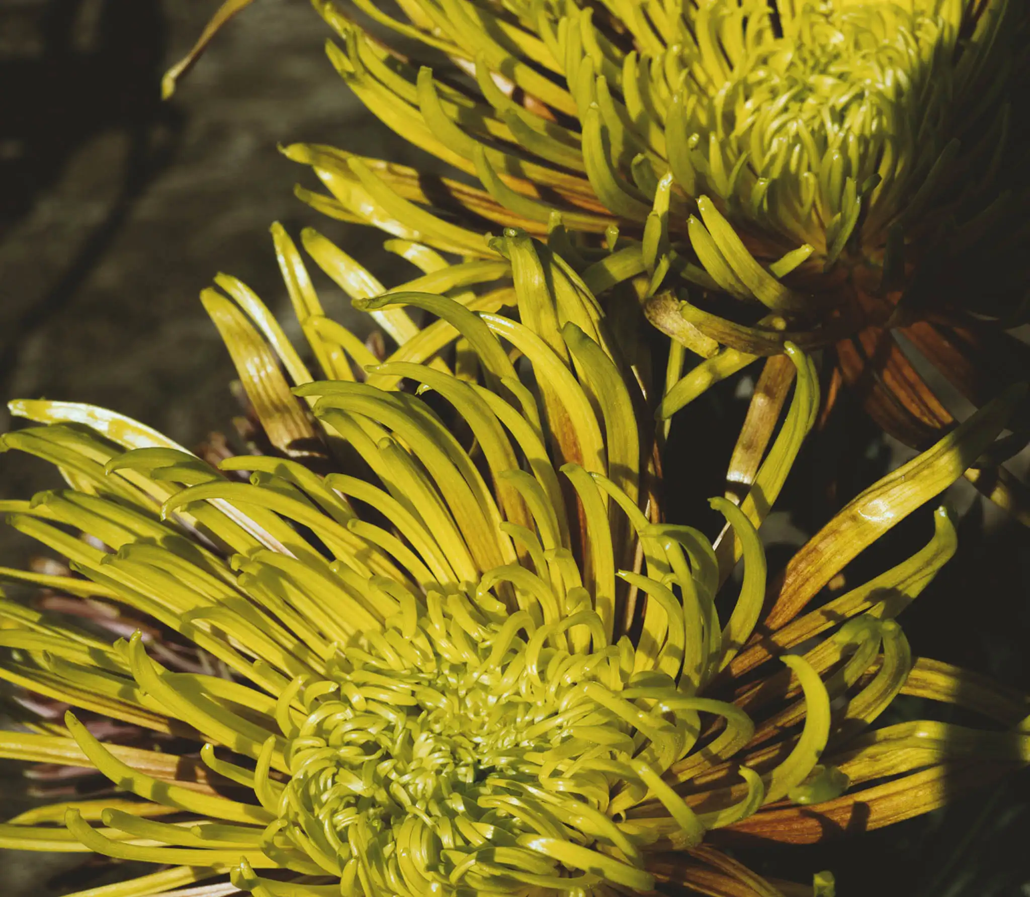Dettaglio di fiori crisantemi giapponesi gialli in vaso