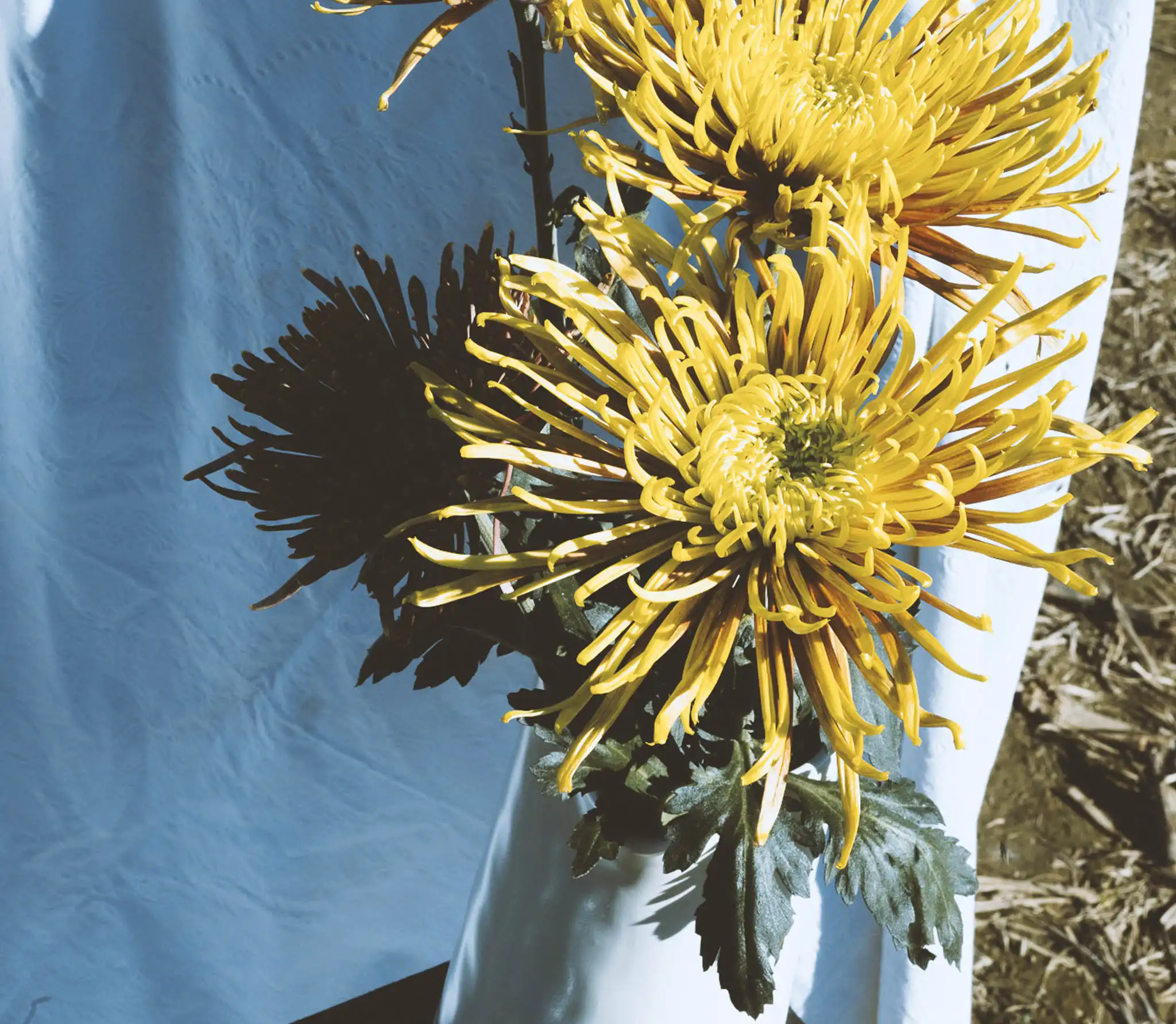 Dettaglio editoriale di fiori anemoni giapponesi gialli